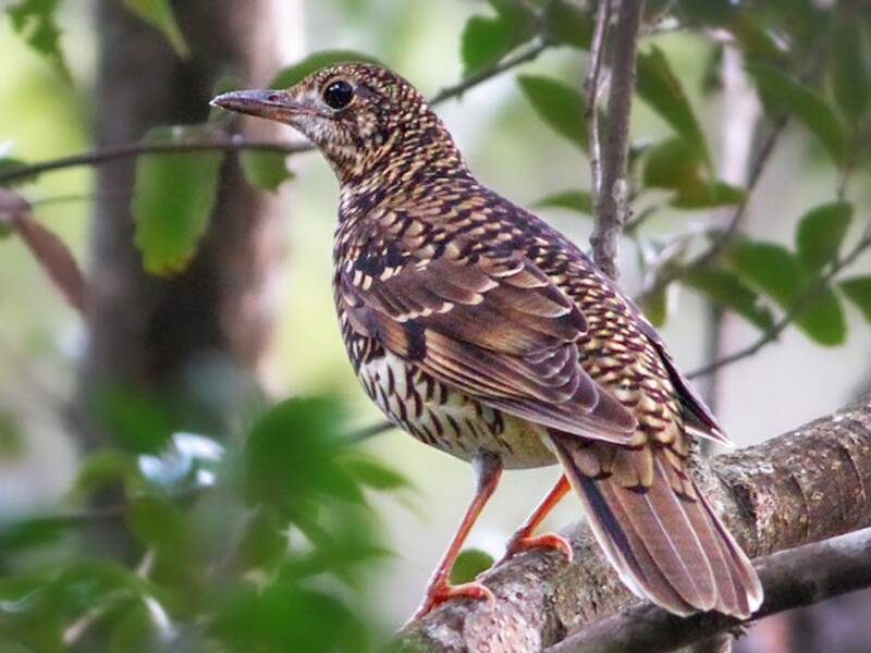 Amami Thrush, Photos 2