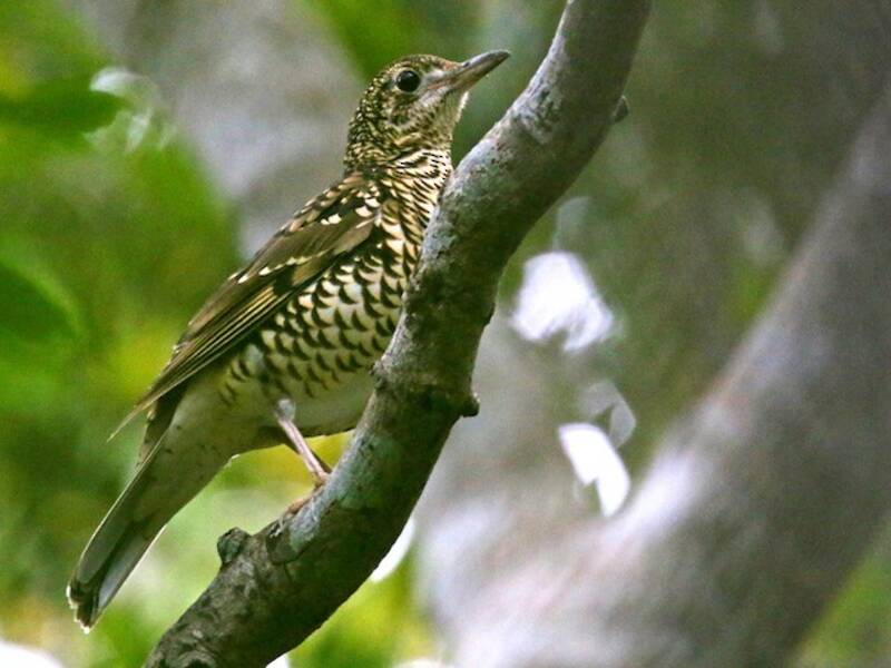 Amami Thrush