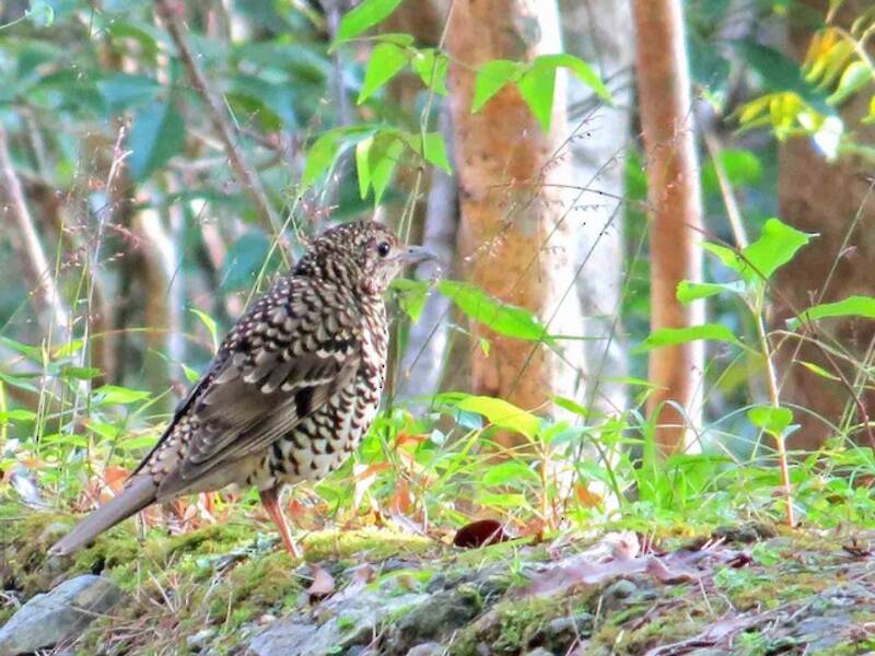Amami Thrush, Photos 4