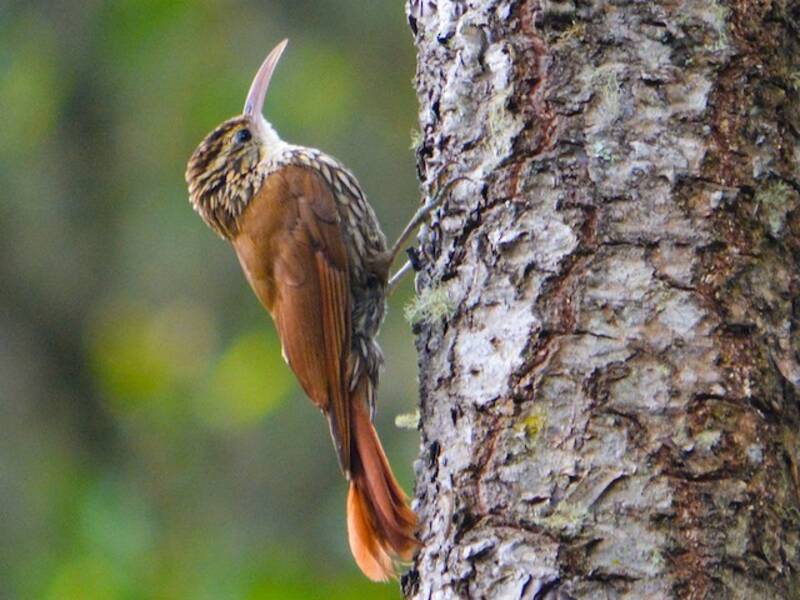 Scalloped Woodcreeper, Photos 3
