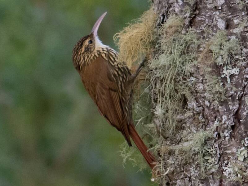 Rampichino dal becco a falce