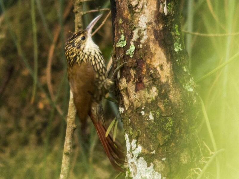 Scalloped Woodcreeper, Photos 2