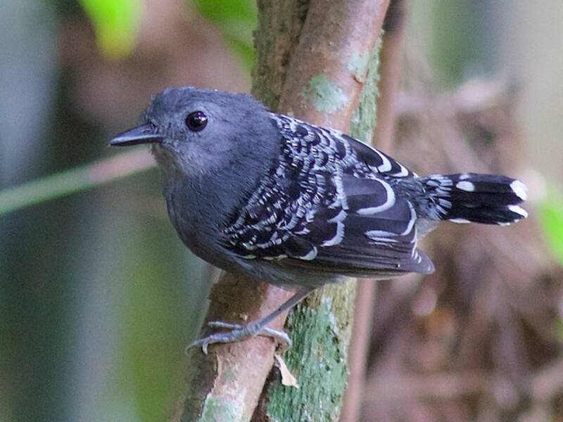 Xingu Scale-backed Antbird, Photos 3