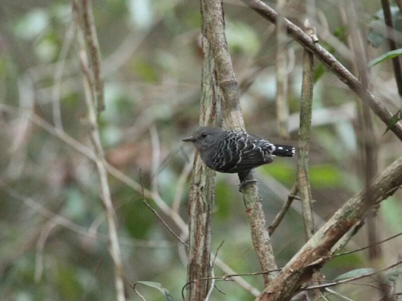 Uccello formichiero dorso squamoso di Xingu
