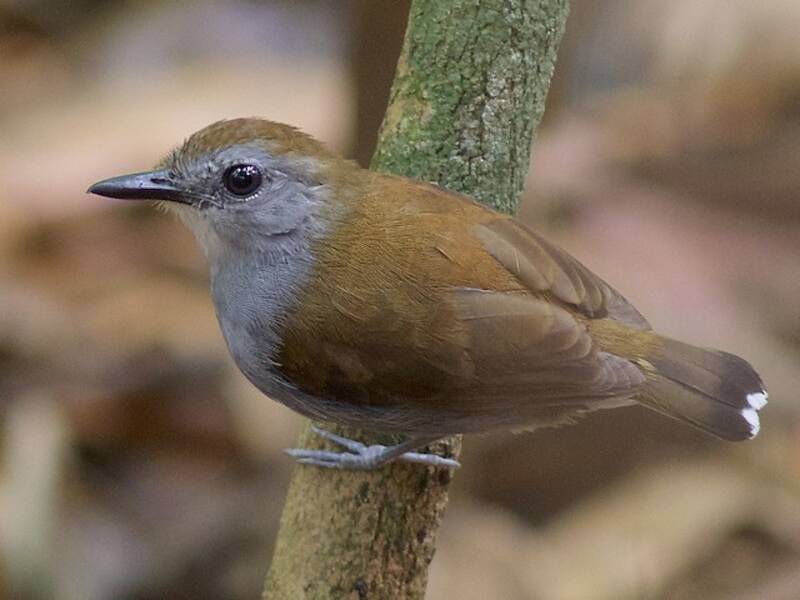 Xingu Scale-backed Antbird, Photos 2