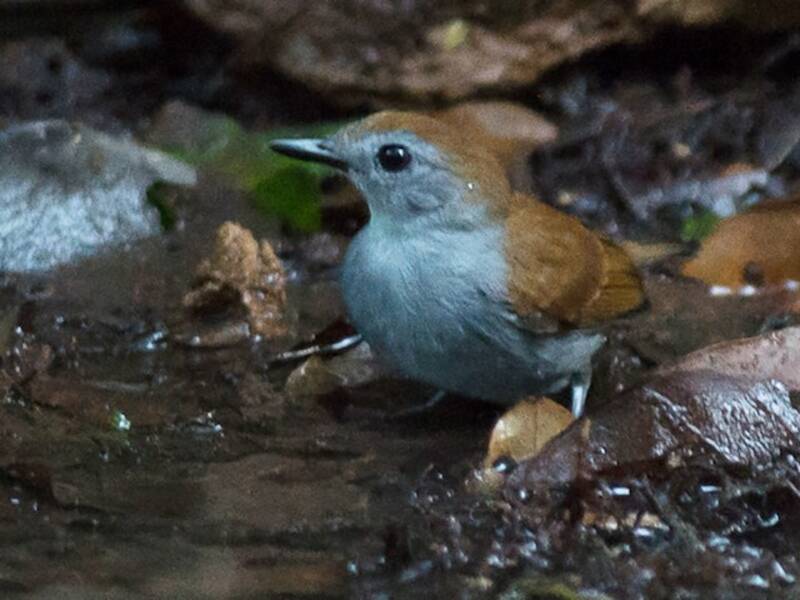 Xingu Scale-backed Antbird, Photos 4