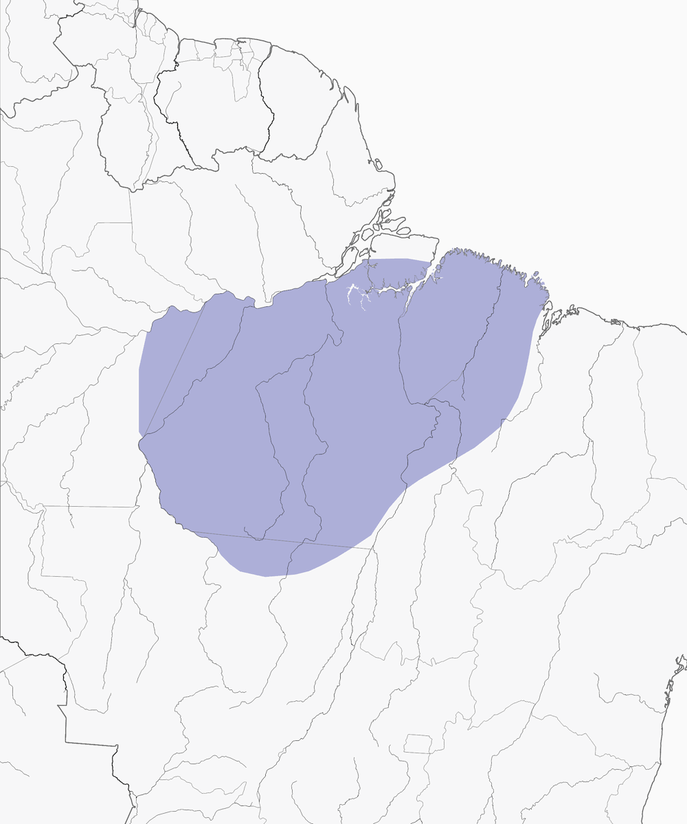 Xingu Scale-backed Antbird, Distribution 1