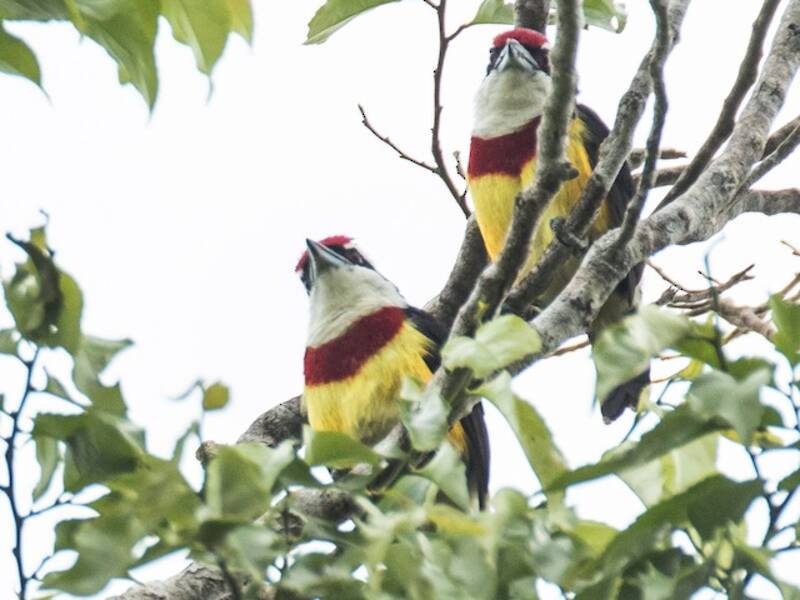 Cabezón de Banda Escarlata