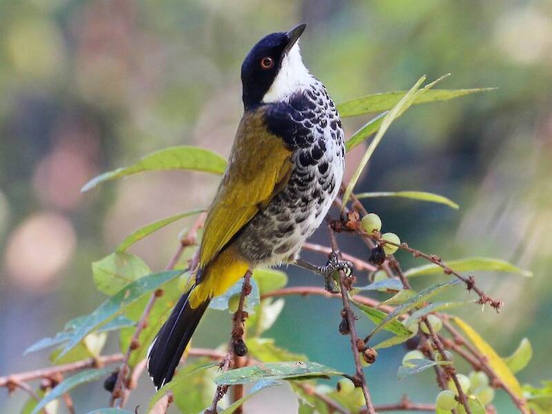 Scaly-breasted Bulbul