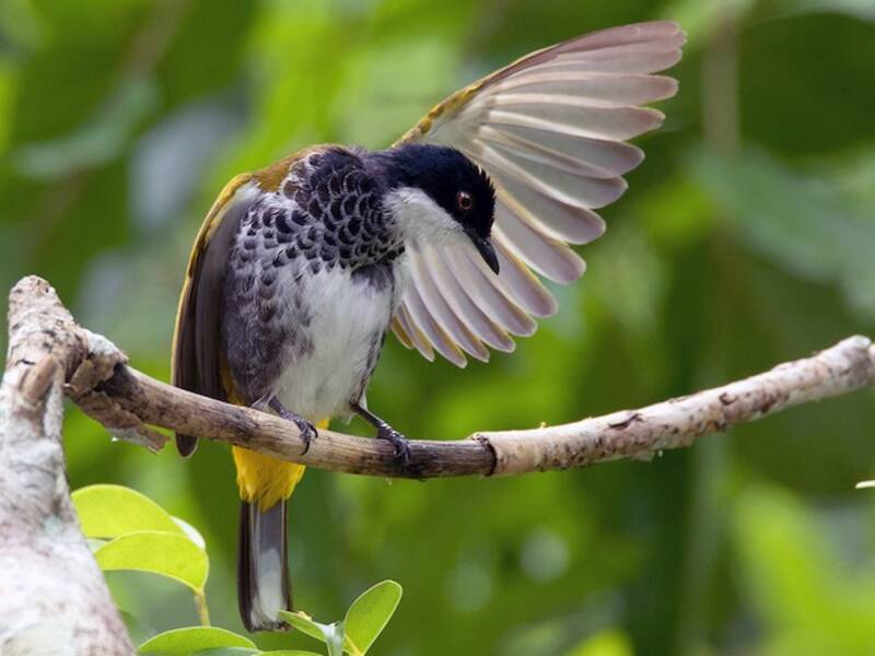 Bulbul dal petto squamato, Foto 2