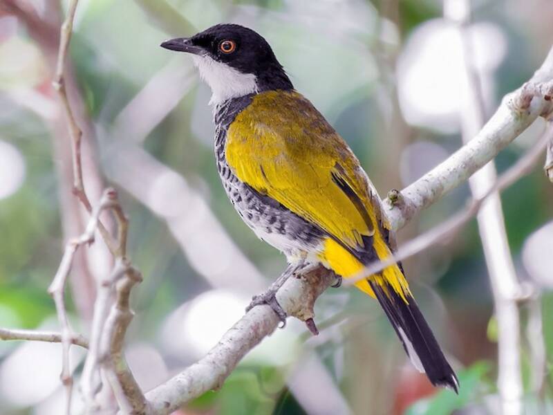 Bulbul dal petto squamato, Foto 3