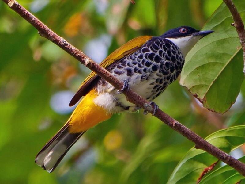 Bulbul dal petto squamato, Foto 4