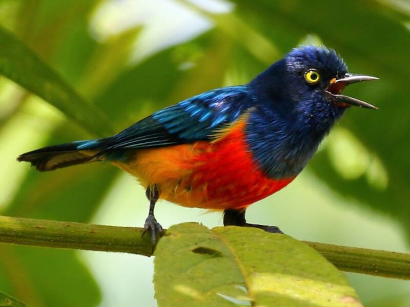 Scarlet-breasted Dacnis, Photos 2
