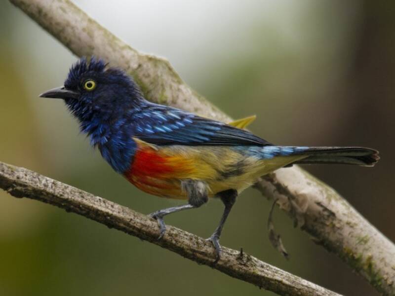 Scarlet-breasted Dacnis, Photos 3