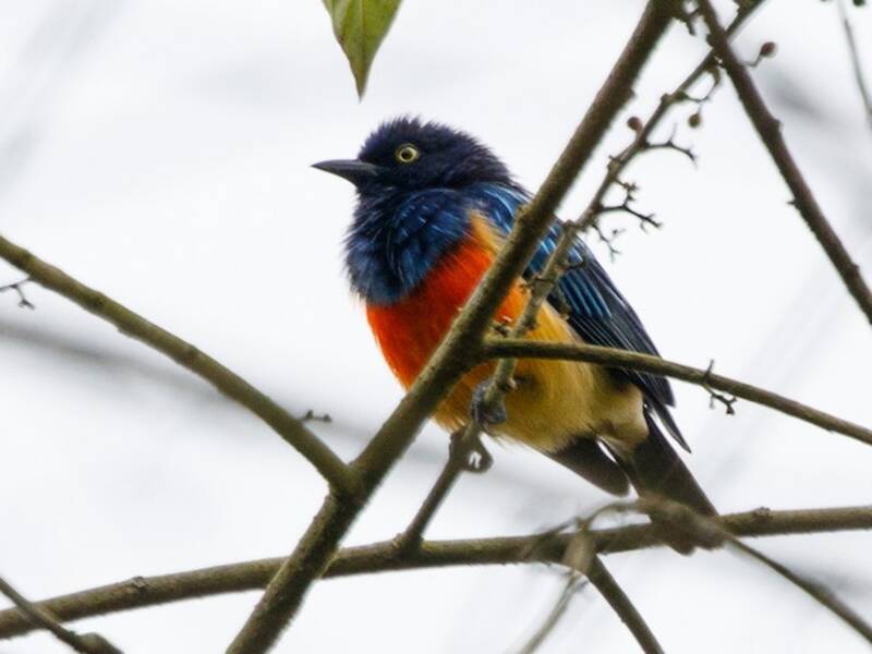 Scarlet-breasted Dacnis
