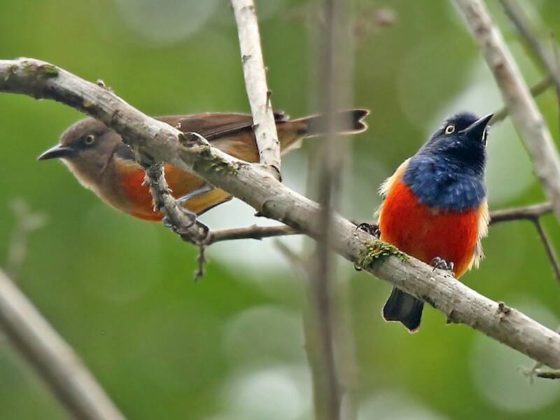 Scarlet-breasted Dacnis, Photos 4