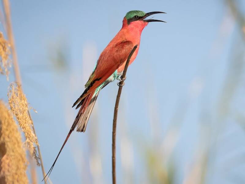 Southern Carmine Bee-eater