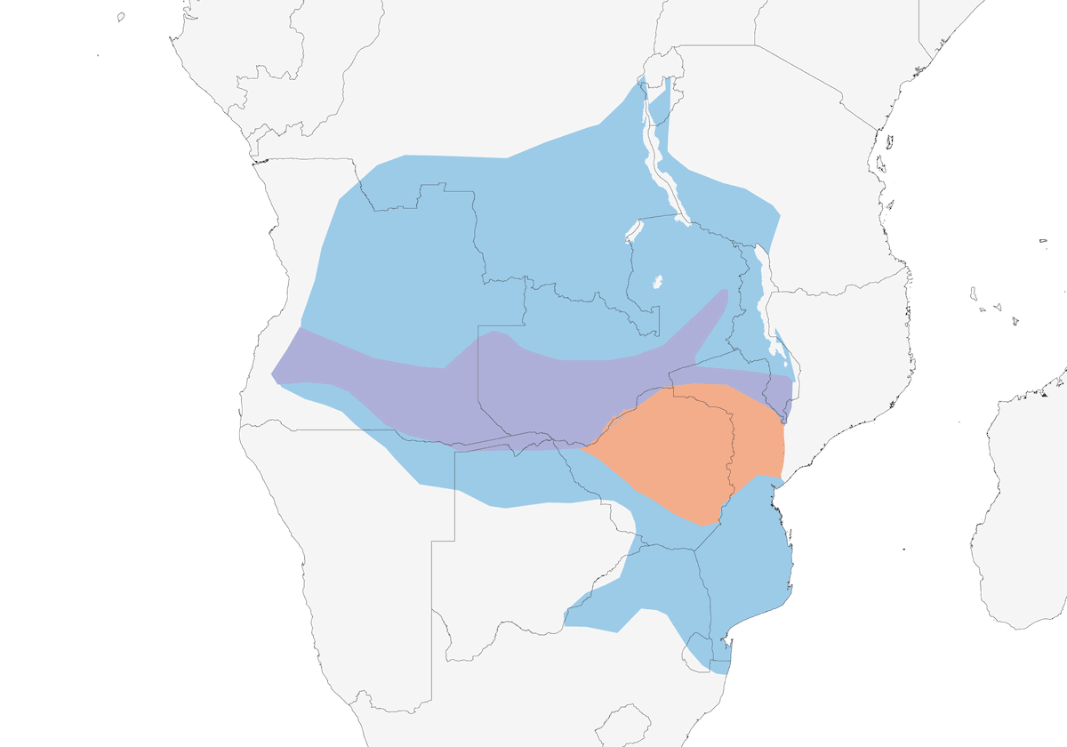 Gruccione carminio meridionale, Distribuzione 1