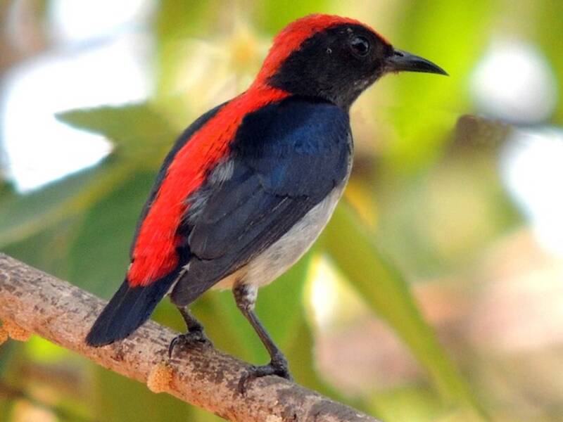 Scarlet-backed Flowerpecker