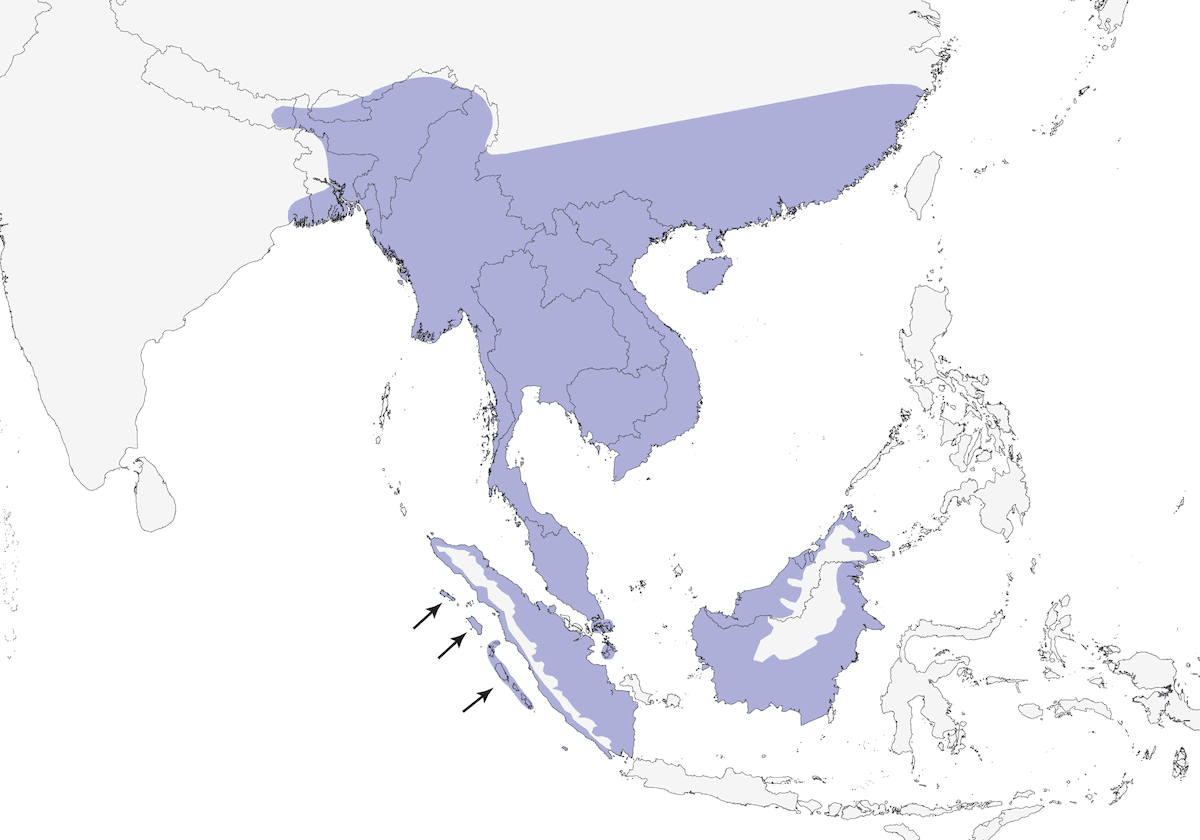 Scharlachrücken-Mistelfresser, Verbreitung 1