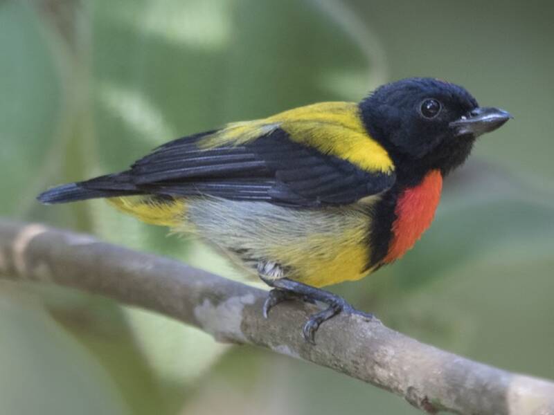 Scarlet-breasted Flowerpecker, 照片 2
