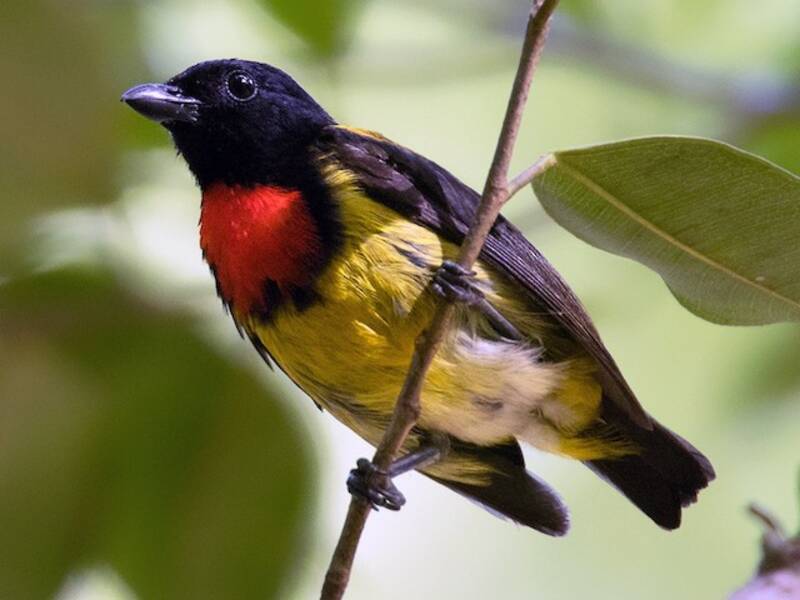 Scarlet-breasted Flowerpecker, 照片 3