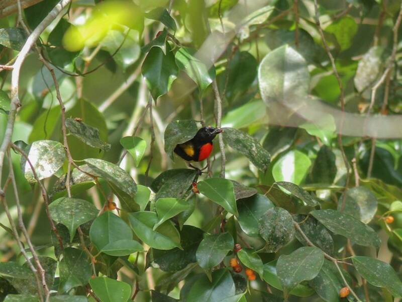 Scarlet-breasted Flowerpecker, 照片 4