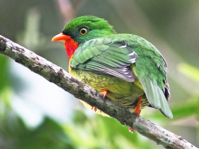 Cotinga à poitrine écarlate, Photos 3