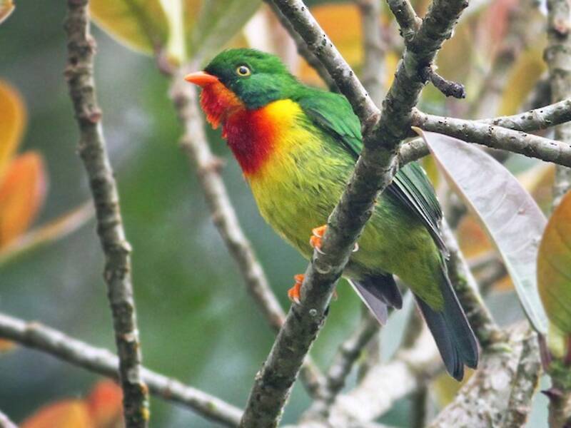 Cotinga à poitrine écarlate, Photos 2