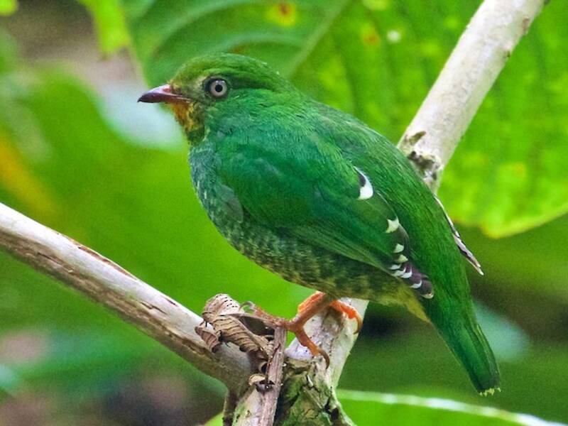 Cotinga à poitrine écarlate, Photos 4