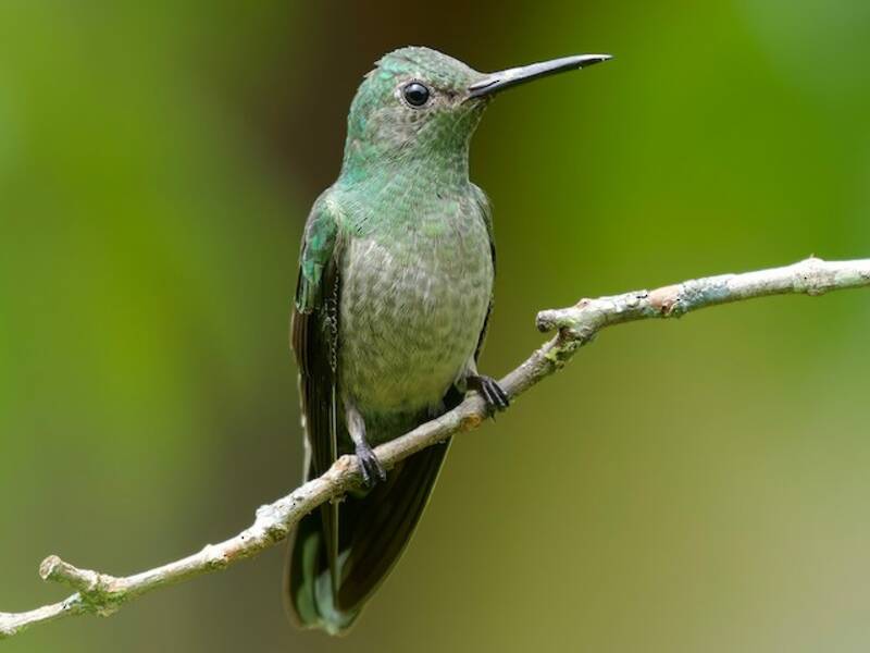 Scaly-breasted Hummingbird