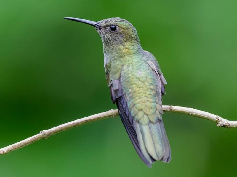 Colibrí pechiescamado, Fotos 2