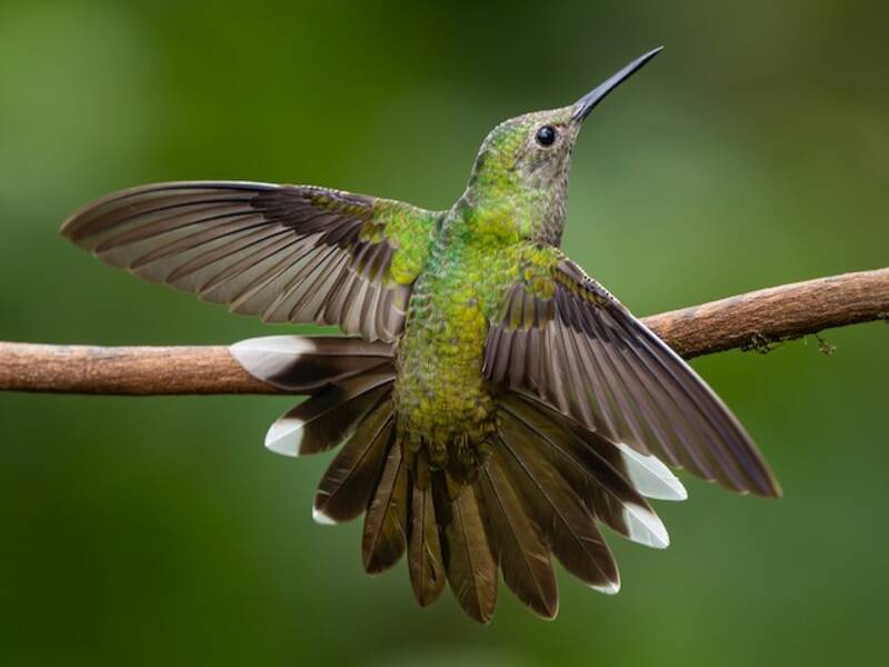 Colibrí pechiescamado, Fotos 3