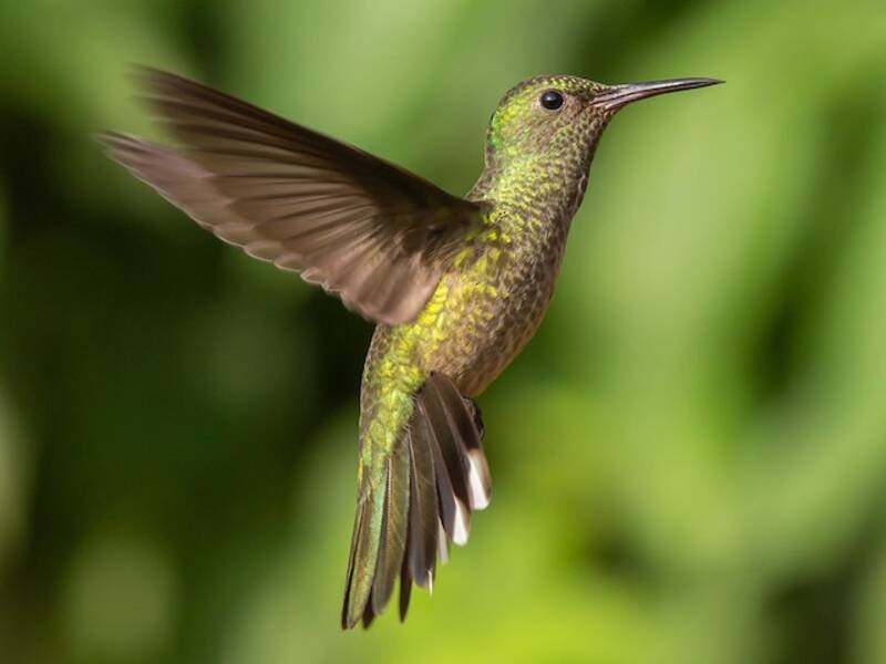 Colibrí pechiescamado, Fotos 4