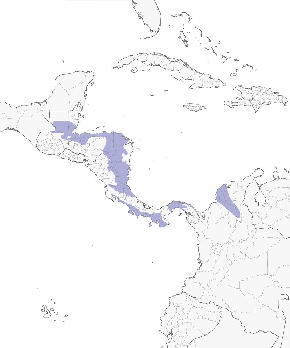 Colibrí pechiescamado, Distribución 1