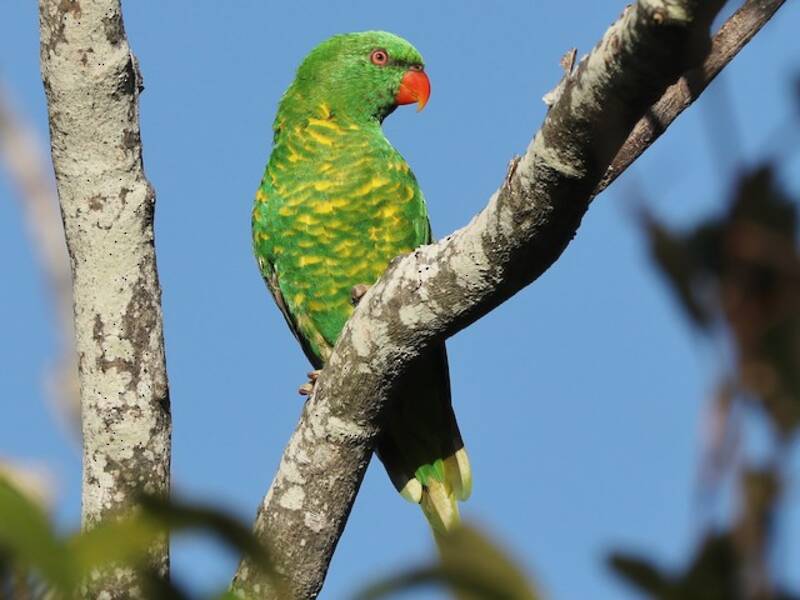 Scaly-breasted Lorikeet, 照片 3