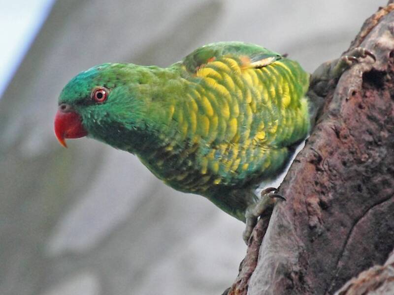 Scaly-breasted Lorikeet, 照片 4