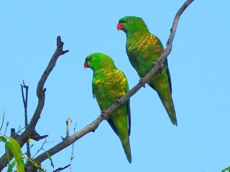 Scaly-breasted Lorikeet