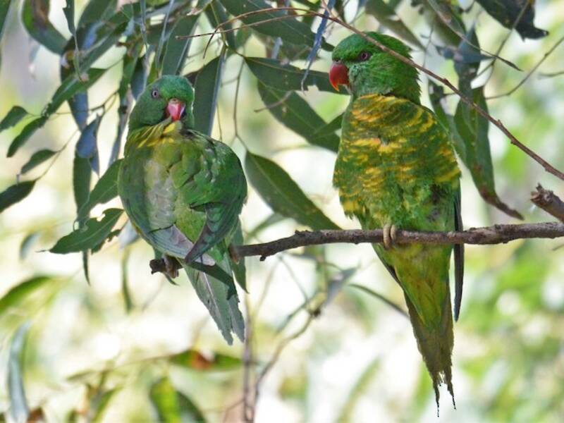 Scaly-breasted Lorikeet, 照片 2