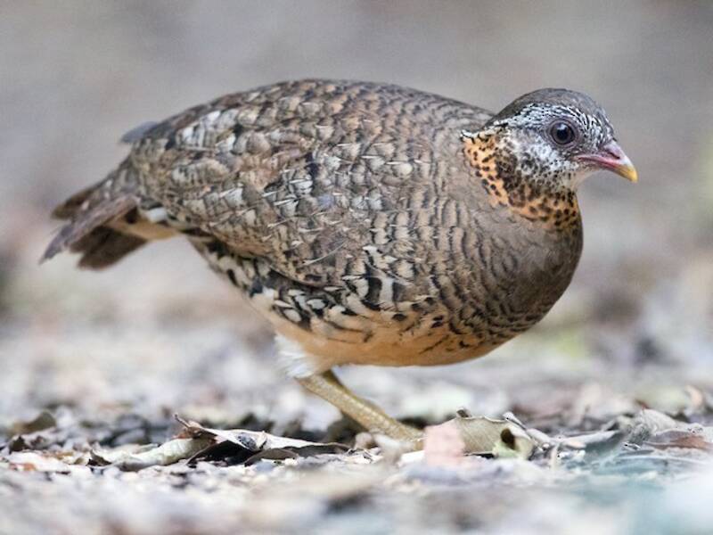 Scaly-breasted Partridge, 照片 3