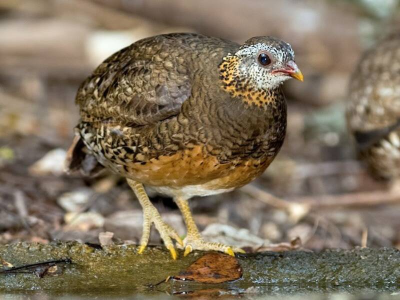 Scaly-breasted Partridge, 照片 4