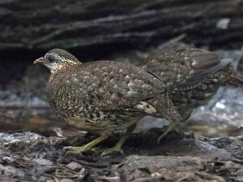 Scaly-breasted Partridge, 照片 2