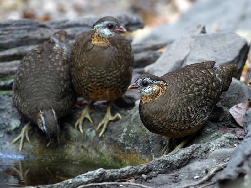 Scaly-breasted Partridge