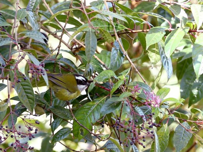 Clorospingo crestascura