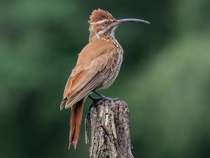 Rampichino beccosabila, Foto 2