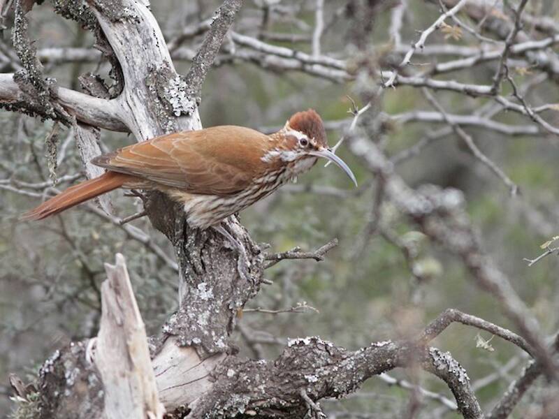 Rampichino beccosabila