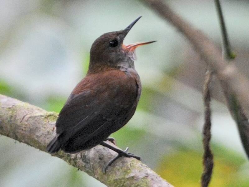 Scaly-breasted Wren, 照片 4