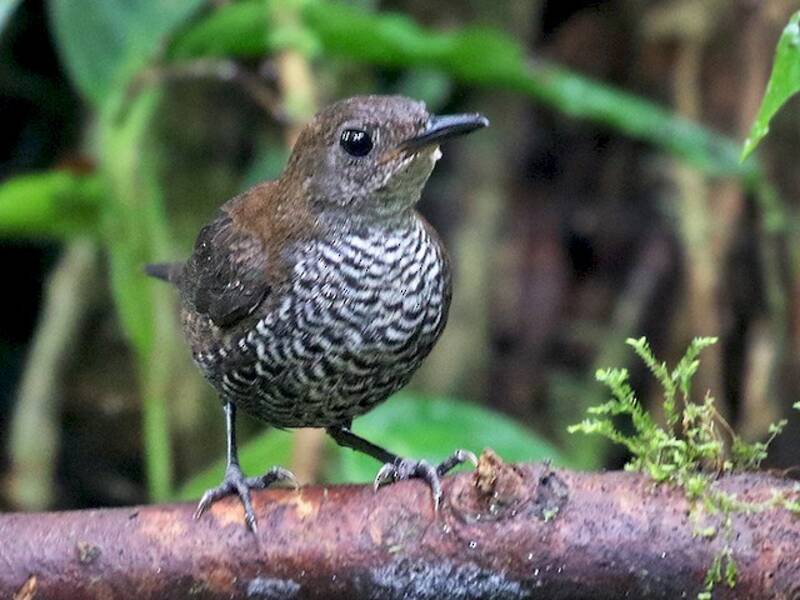 Scaly-breasted Wren