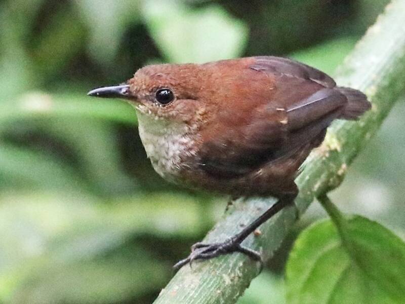 Scaly-breasted Wren, 照片 2