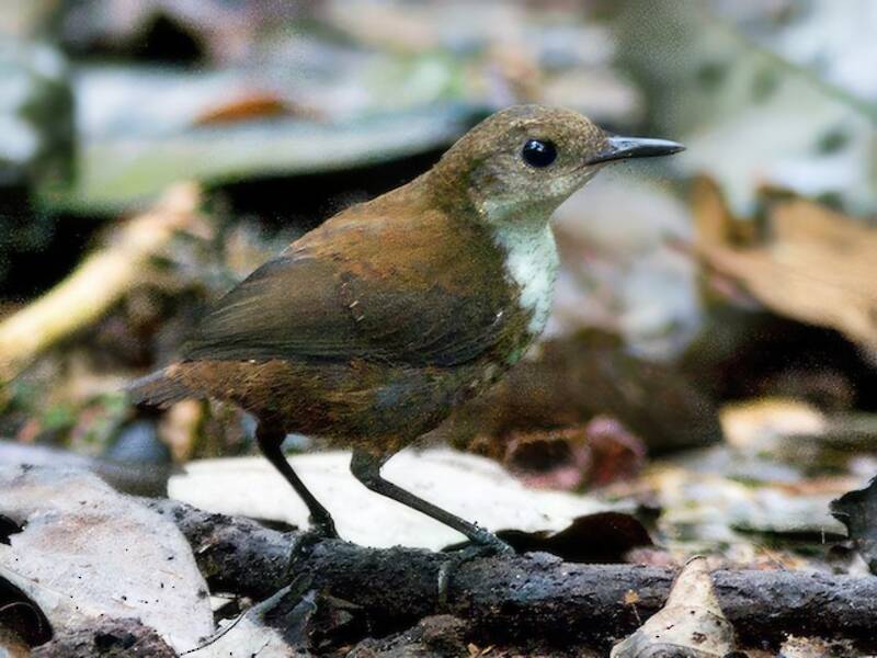 Scaly-breasted Wren, 照片 3